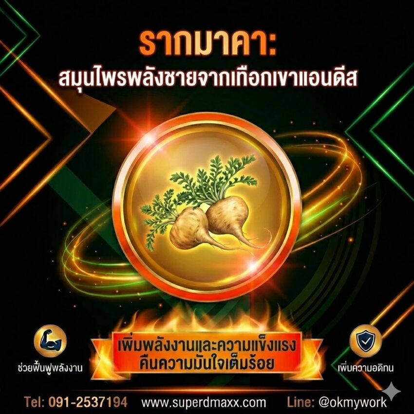 รากมาคา (Maca Root)